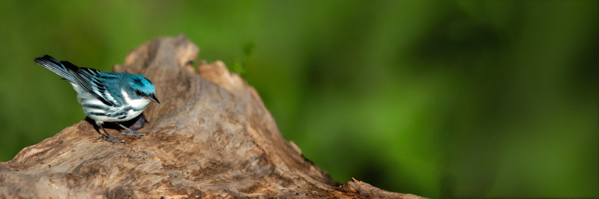 Bird Friendly Honduras Honey Processed Coffee - Supporting Migratory Bird Populations