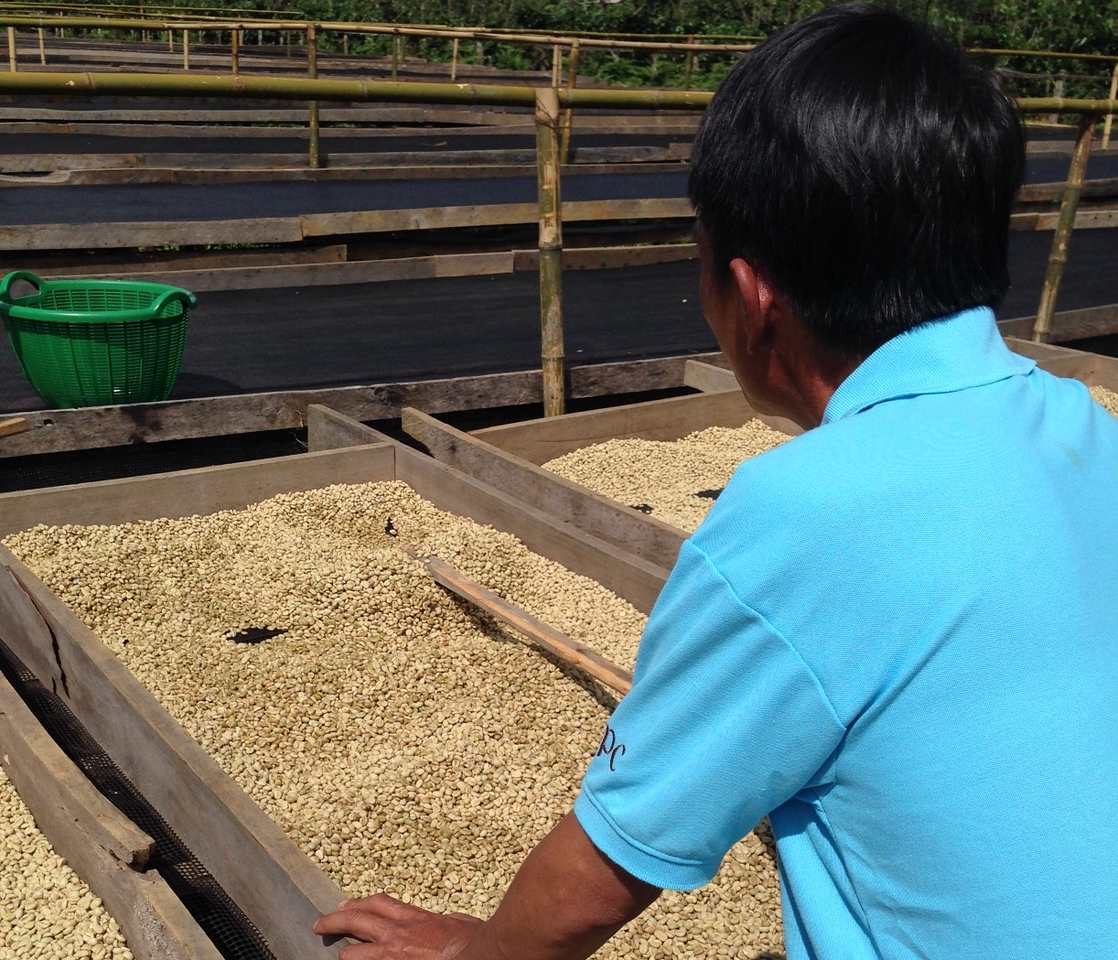 Laotian farmer drying his coffee