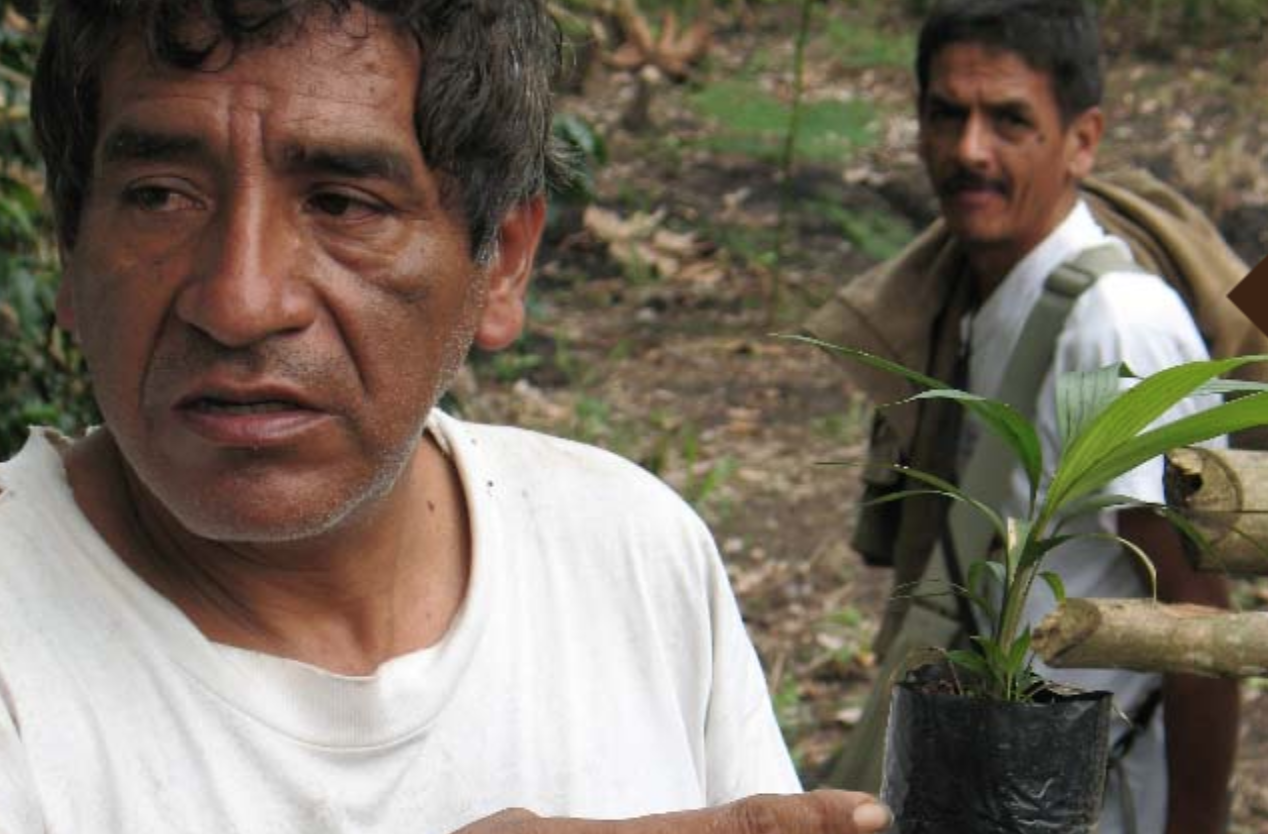 Pangoa farmers tour their coffee fields